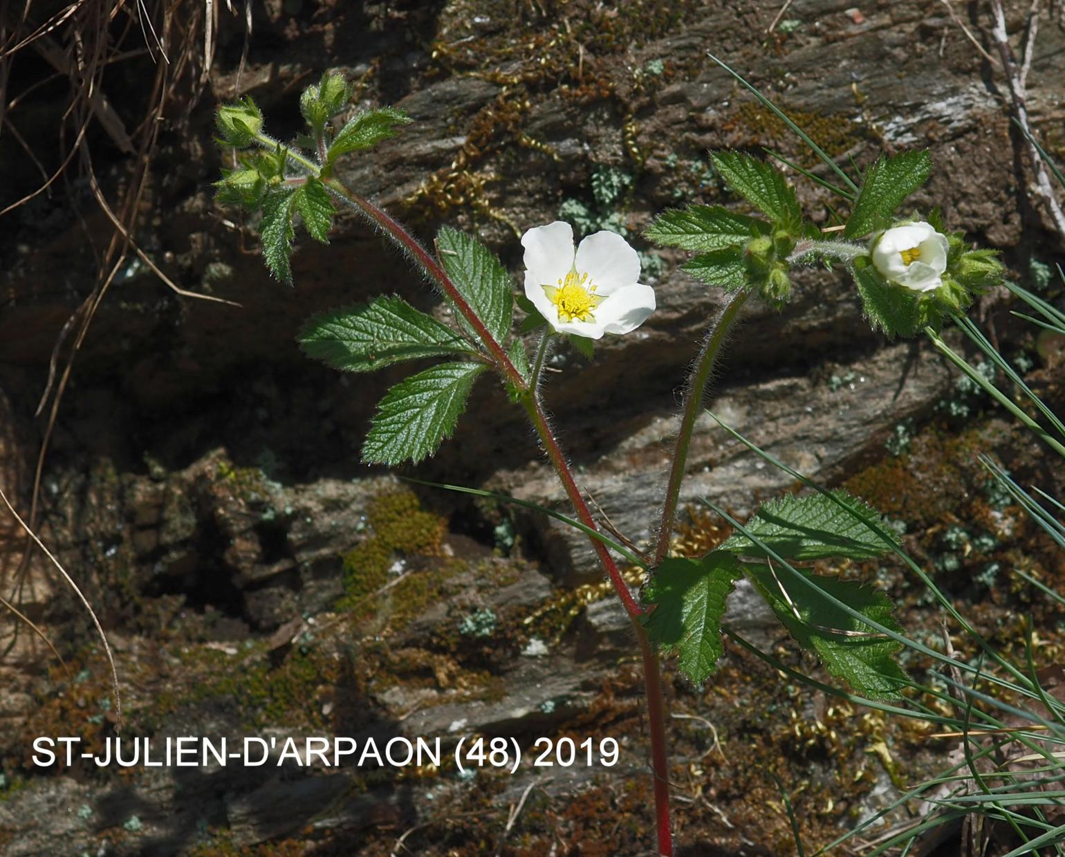 Cinquefoil, Rock